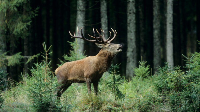 Illustration for article titled 7 Ways A Single Riled-Up Elk Could Completely Reshape This Election Before November